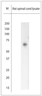 RHOT1 Antibody in Western Blot (WB)