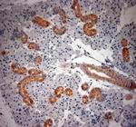 native NGF Antibody in Immunohistochemistry (Paraffin) (IHC (P))