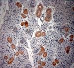 native NGF Antibody in Immunohistochemistry (Paraffin) (IHC (P))