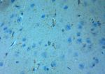 NMDAR3A Antibody in Immunohistochemistry (Paraffin) (IHC (P))