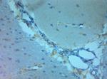 NMDAR3A Antibody in Immunohistochemistry (Paraffin) (IHC (P))