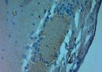 NMDAR3A Antibody in Immunohistochemistry (Paraffin) (IHC (P))