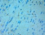 NMDAR3A Antibody in Immunohistochemistry (Paraffin) (IHC (P))