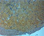 NMDAR3A Antibody in Immunohistochemistry (Paraffin) (IHC (P))