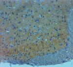 NMDAR3A Antibody in Immunohistochemistry (Paraffin) (IHC (P))