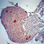 nNOS Antibody in Immunohistochemistry (Paraffin) (IHC (P))