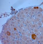 nNOS Antibody in Immunohistochemistry (Paraffin) (IHC (P))