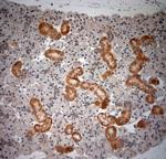 NGF Antibody in Immunohistochemistry (Paraffin) (IHC (P))