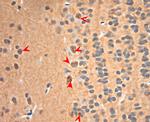 NGF Antibody in Immunohistochemistry (Paraffin) (IHC (P))