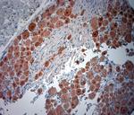 NeuN Antibody in Immunohistochemistry (Paraffin) (IHC (P))