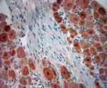 NeuN Antibody in Immunohistochemistry (Paraffin) (IHC (P))