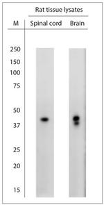 NeuN Antibody in Western Blot (WB)