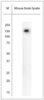 200 Neurofilament Antibody in Western Blot (WB)