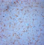 NPY Antibody in Immunohistochemistry (Paraffin) (IHC (P))