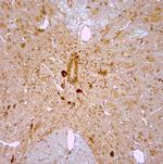 nNOS Antibody in Immunohistochemistry (Paraffin) (IHC (P))