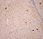 nNOS Antibody in Immunohistochemistry (Paraffin) (IHC (P))