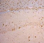 nNOS Antibody in Immunohistochemistry (Paraffin) (IHC (P))