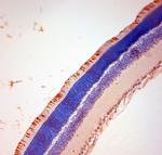 S Opsin Antibody in Immunohistochemistry (Paraffin) (IHC (P))