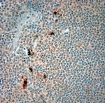 Optineurin Antibody in Immunohistochemistry (Paraffin) (IHC (P))