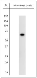 Optineurin Antibody in Western Blot (WB)