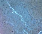 Orexin R2 Antibody in Immunohistochemistry (Paraffin) (IHC (P))