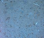 Orexin R2 Antibody in Immunohistochemistry (Paraffin) (IHC (P))