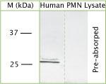 Pr3 Antibody in Western Blot (WB)