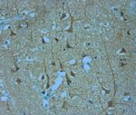 KCNQ1 Antibody in Immunohistochemistry (Paraffin) (IHC (P))