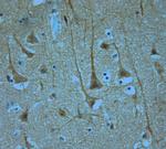 KCNQ1 Antibody in Immunohistochemistry (Paraffin) (IHC (P))