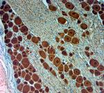 PGP 9.5 Antibody in Immunohistochemistry (Paraffin) (IHC (P))