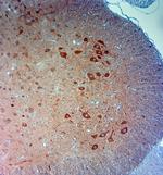 PGP 9.5 Antibody in Immunohistochemistry (Paraffin) (IHC (P))