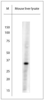 Pallidin Antibody in Western Blot (WB)