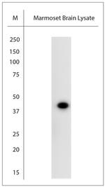 cFos Antibody in Western Blot (WB)