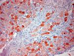 TRPV1 Antibody in Immunohistochemistry (Paraffin) (IHC (P))