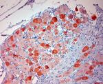 TRPV1 Antibody in Immunohistochemistry (Paraffin) (IHC (P))