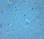 TAAR2 Antibody in Immunohistochemistry (Paraffin) (IHC (P))