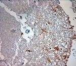 ASIC3 Antibody in Immunohistochemistry (Paraffin) (IHC (P))