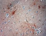 ASIC3 Antibody in Immunohistochemistry (Paraffin) (IHC (P))