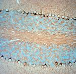 HCN1 Antibody in Immunohistochemistry (Paraffin) (IHC (P))