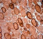 HCN1 Antibody in Immunohistochemistry (Paraffin) (IHC (P))