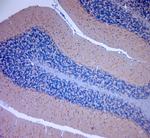 TRPV2 Antibody in Immunohistochemistry (Paraffin) (IHC (P))