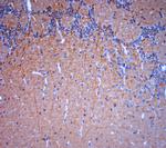 TRPV2 Antibody in Immunohistochemistry (Paraffin) (IHC (P))