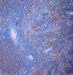 TRPV2 Antibody in Immunohistochemistry (Paraffin) (IHC (P))