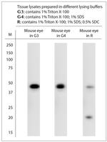 Neuropsin Antibody in Western Blot (WB)