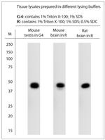 Neuropsin Antibody in Western Blot (WB)