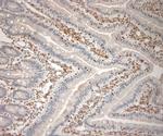 Runx3 Antibody in Immunohistochemistry (Paraffin) (IHC (P))