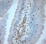 Runx3 Antibody in Immunohistochemistry (Paraffin) (IHC (P))