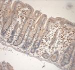 Runx3 Antibody in Immunohistochemistry (Paraffin) (IHC (P))