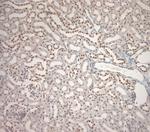 Ribeye Antibody in Immunohistochemistry (Paraffin) (IHC (P))