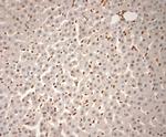 Ribeye Antibody in Immunohistochemistry (Paraffin) (IHC (P))